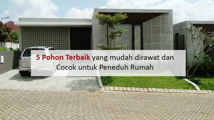 5 Pohon Terbaik yang mudah dirawat dan Cocok untuk Peneduh Rumah