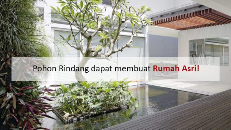 Pohon Rindang dapat membuat Rumah Asri!