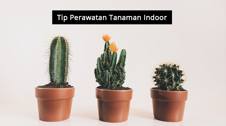 Tip Perawatan Tanaman Indoor