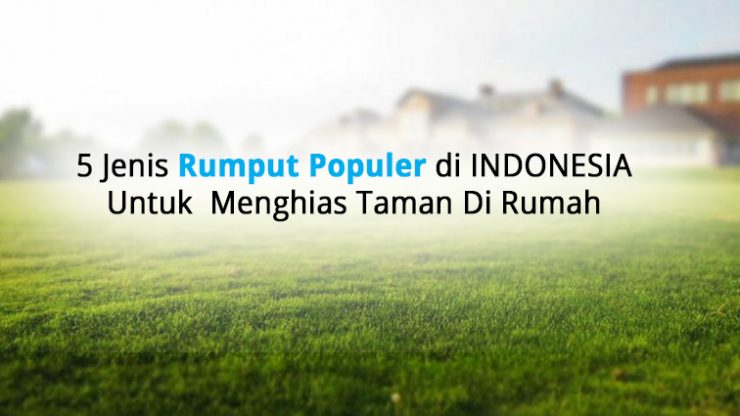 5 Jenis Rumput Populer di INDONESIA  Untuk  Menghias Taman Di Rumah