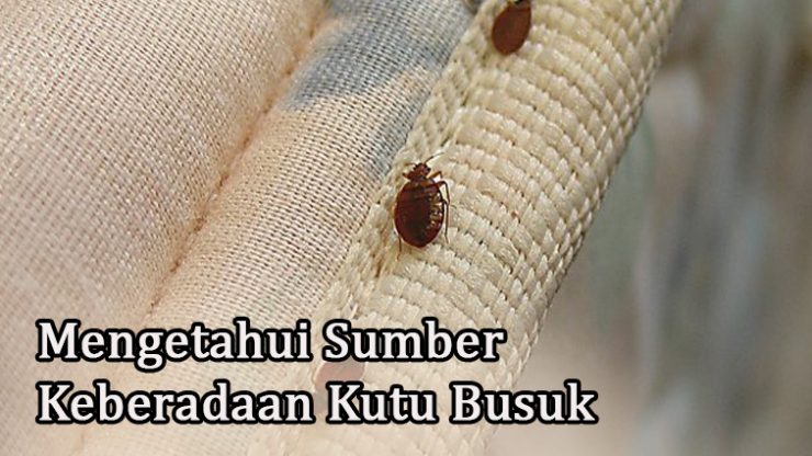 Mengetahui Sumber Keberadaan Kutu Busuk