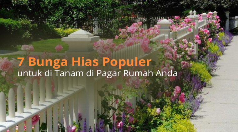 7 Bunga Hias Populer untuk di Tanam di Pagar Rumah Anda