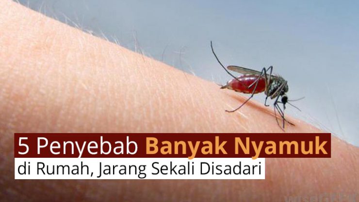 5 Penyebab Banyak Nyamuk di Rumah, Jarang Sekali Disadari