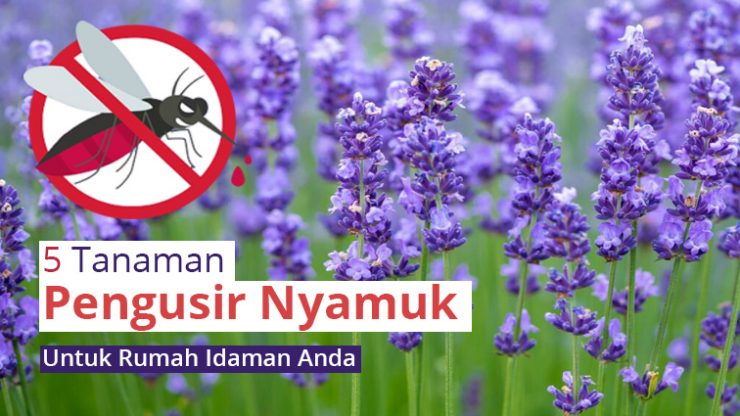 5 Tanaman Pengusir Nyamuk Untuk Rumah Idaman Anda