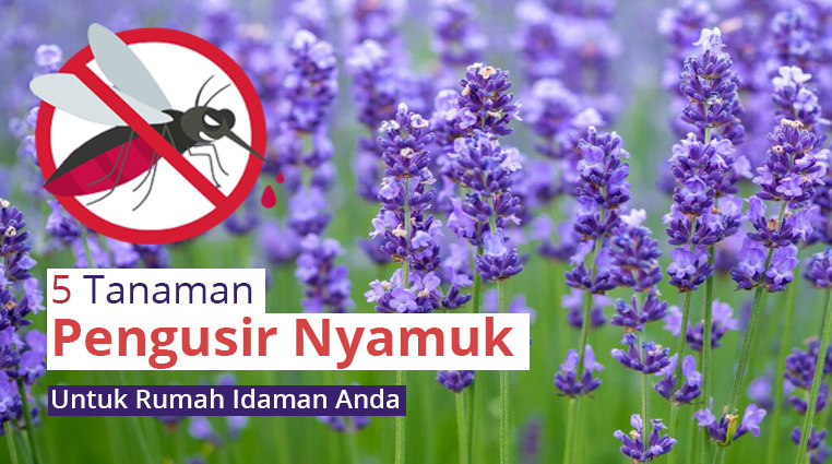 5 Tanaman Pengusir Nyamuk Untuk Rumah Idaman Anda